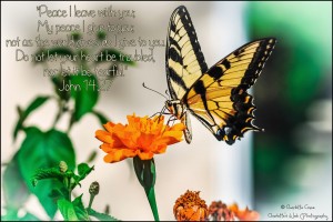 Butterfly on deck.July2015 (1 of 1)