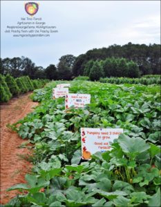 Pumpkin fields at Yule Forest, Stockbridge, GA #exploreGeorgiaFarms #GAAgritourism - Just Peachy Keen with the Peachy Queen www.stayinpeachy.com