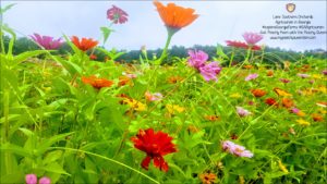 Pick-your-own Zinnias at Lane Southern Orchards #ExploreGeorgiaFarms #GAAgritourism - Just Peachy Keen with the Peachy Queen www.stayinpeachy.com